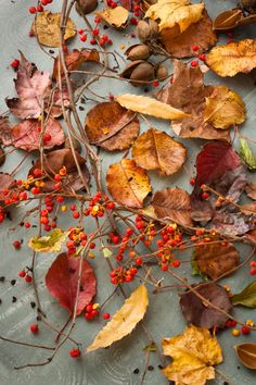 autumn leaves and berries on the ground