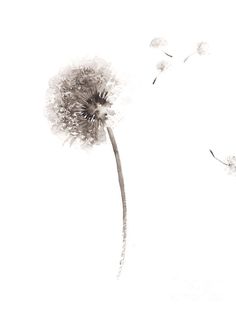 black and white photograph of a dandelion blowing in the wind on a white background