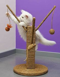 a white cat playing with a toy on a rope swing in front of a purple wall