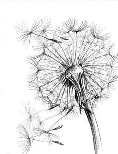 a black and white drawing of a dandelion