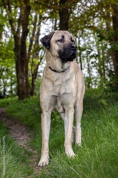 a large dog standing on top of a lush green grass covered forest floor next to trees