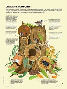 an illustrated poster shows different types of animals in the forest, including birds and insects