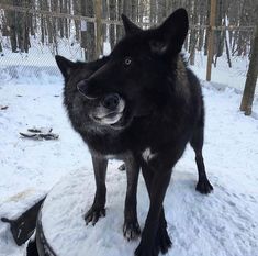 a large black dog standing on top of a snow covered ground next to a forest