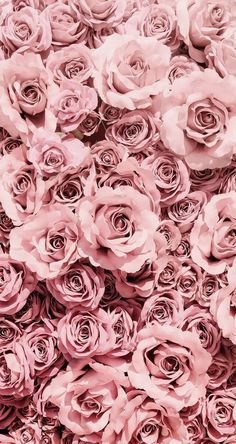 a large group of pink roses are in the middle of this photo, and there is no image on it