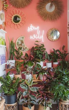 many houseplants are on display in front of a pink wall