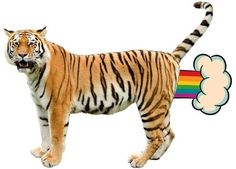 a tiger standing in front of a rainbow cloud