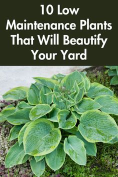 green plants with the words 10 low maintenance plants that will beaufy your yard on it