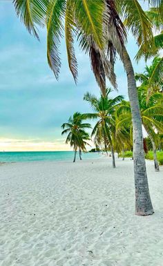 palm trees line the beach with blue water in the background