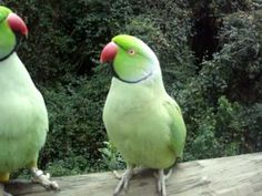 two green parrots sitting on top of a wooden fence next to each other in front of trees