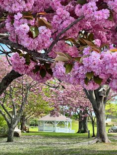 Immerse yourself in the beauty of coastal living with our thoughtfully curated collection. From table accessories to tableware, home decor, clothing, and women's accessories, discover a range of exquisite products that celebrate our love for Cape Cod. Cherry Trees, Cherry Tree