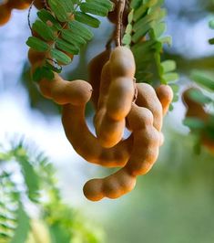 some kind of fruit hanging from a tree