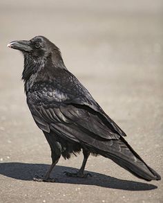 a large black bird standing on top of a sandy beach