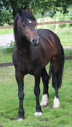 a brown horse standing on top of a lush green field