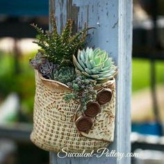 a bag filled with succulents hanging from a pole