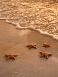 five starfish on the beach at sunset