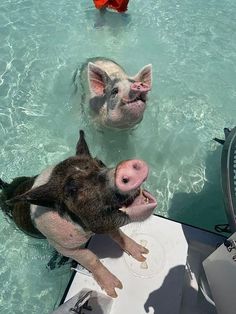 two pigs are swimming in the water near each other and one pig is sticking its tongue out