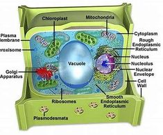 an animal cell with labels on it