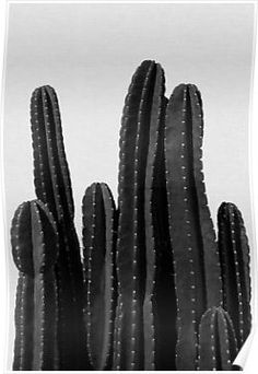 a black and white photo of cactus plants