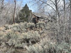 an old building in the middle of some brush and trees with no leaves on it