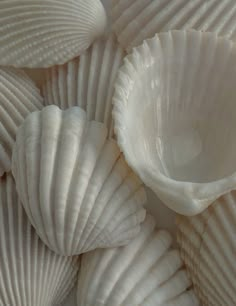 several white seashells are stacked together on the table