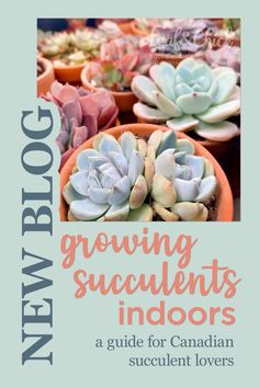 growing succulents indoors a guide for canadian succulent lovers cover image