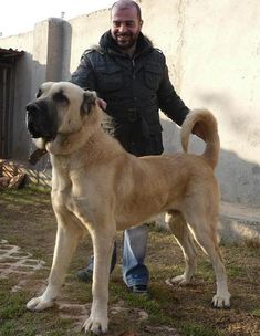 a man standing next to a large brown dog