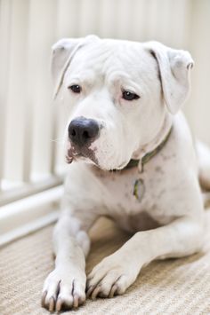 a white dog laying on the floor next to a radiator