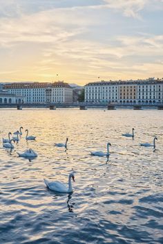 swans are swimming on the water in front of large white buildings at sunset or dawn