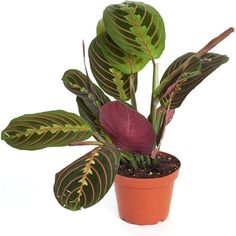 a potted plant with green and red leaves