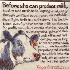 a drawing of a cow's face with the words before she can produce milk