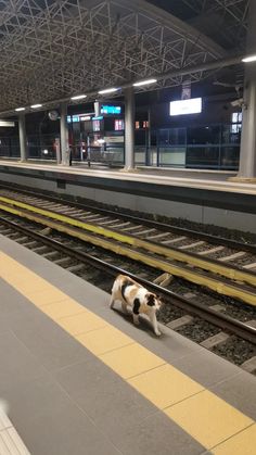 a dog is walking on the train tracks in an empty station with its head down