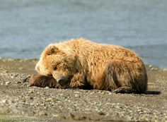 a large brown bear laying on top of a sandy beach next to the water's edge