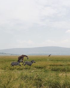 two giraffes and three zebras running in the grass