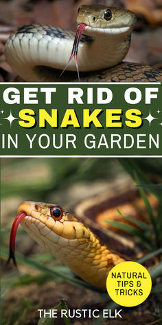 the cover of get rid of snakes in your garden