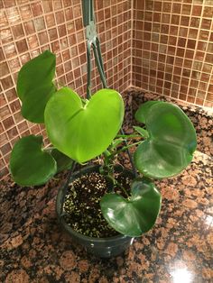 a potted plant with green leaves on a counter in front of a tiled wall