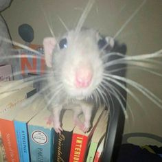 a rat sitting on top of a pile of books