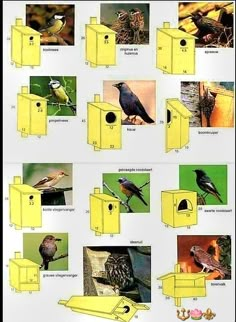 several different types of birds sitting on top of yellow bird houses with pictures of them