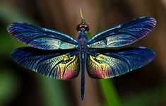 a blue dragonfly sitting on top of a green plant