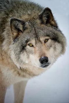 a gray wolf standing in the snow looking at something to the right with yellow eyes