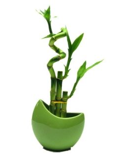 there is a green vase with some plants in it