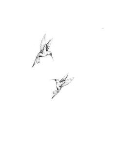 two birds flying side by side in the sky