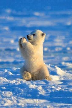 a baby polar bear sitting in the snow with its paws up to it's head