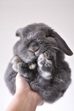 a person holding a cat up to their face with one paw on the other hand