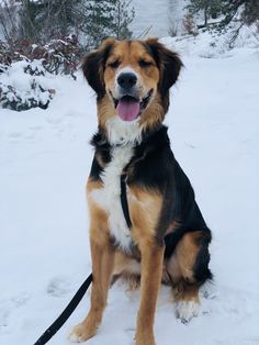 a large brown and black dog sitting in the snow with his tongue hanging out,