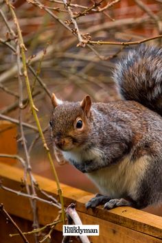 a squirrel sitting on top of a wooden rail next to a tree branch and looking at the camera