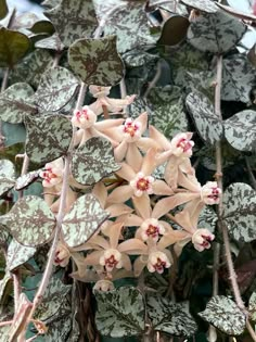 the flowers are blooming on this plant