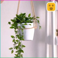 a potted plant hanging from a rope in front of a white wall with a smiley face on it