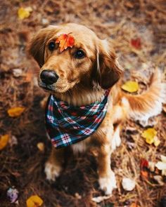 a brown dog wearing a plaid bandana and looking up at the camera with autumn leaves on its head