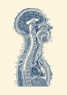 a diagram of the human head and neck