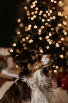 Christmas Photo With Dog Single, Christmas Poses With Dog, Puppy First Christmas, Puppies First Christmas, Dog Winter Photoshoot, Puppy Christmas Photoshoot, Christmas Dog Photos, Winter Dog Photoshoot